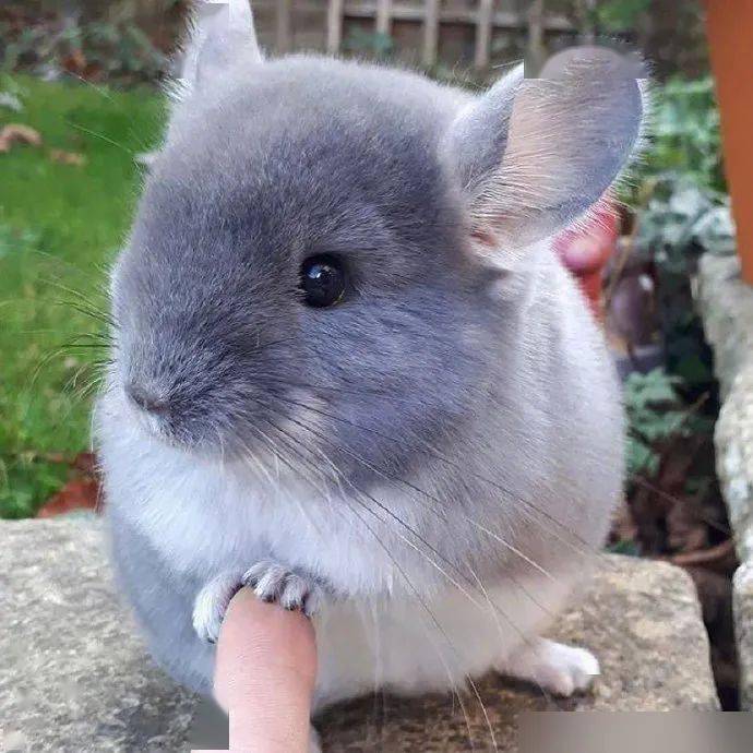 圆滚滚软糯糯的龙猫猫太可爱啦