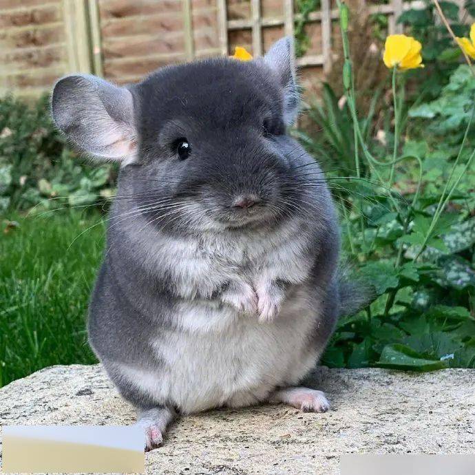 圆滚滚软糯糯的龙猫猫太可爱啦