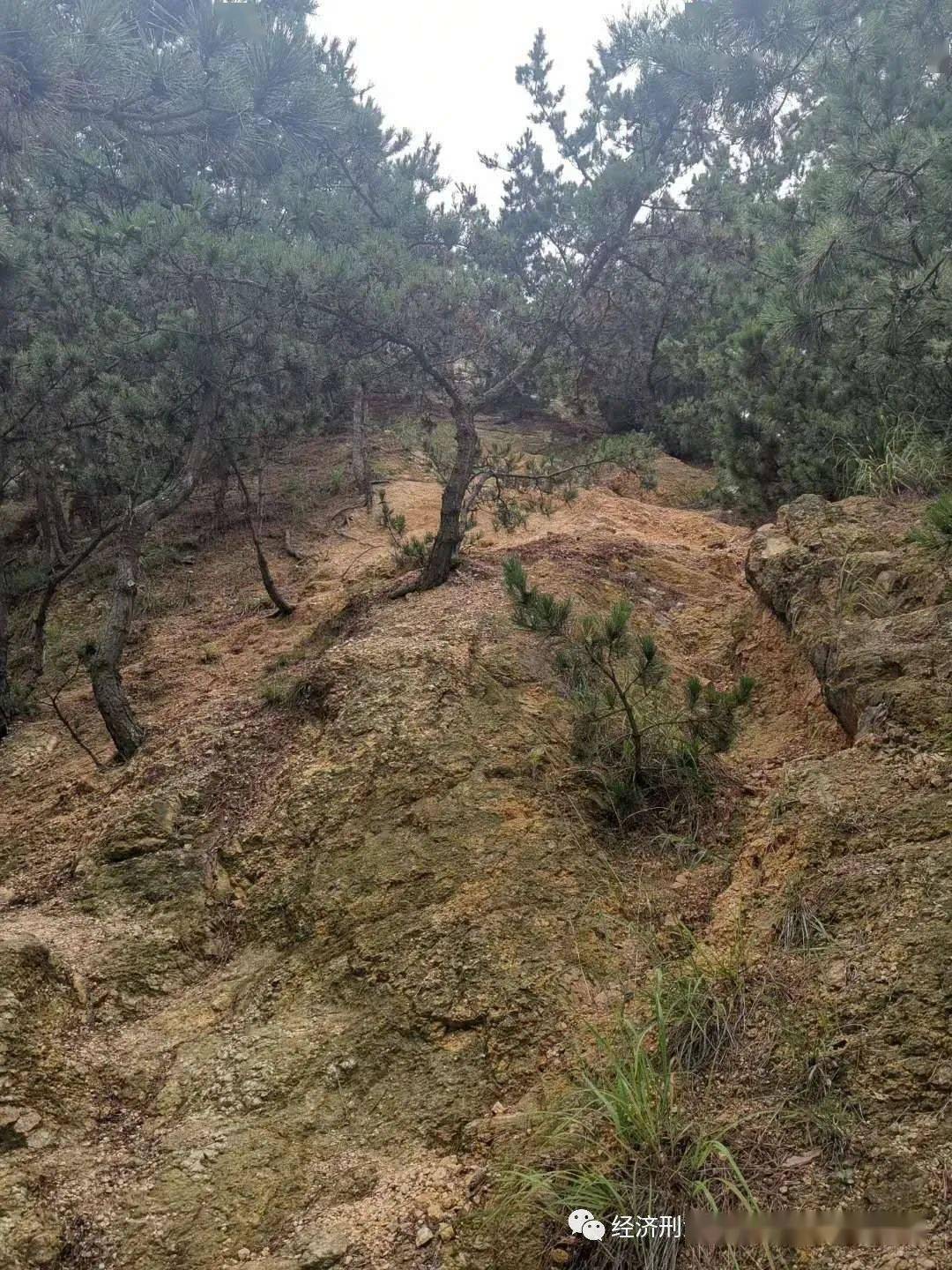 松间沙路净无泥