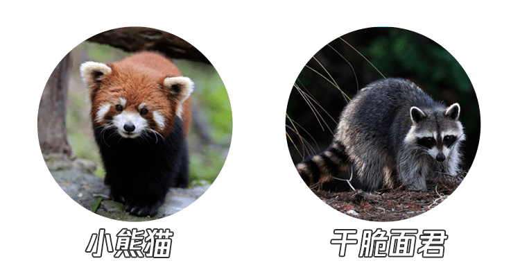 【国际小熊猫日】机智灵敏的小熊猫丨熊猫谷公益研学活动_大熊猫