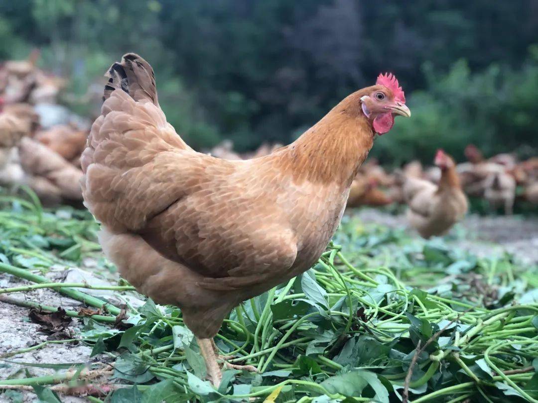 当前,马君的纯种洪山鸡存量占总存量的60%以上