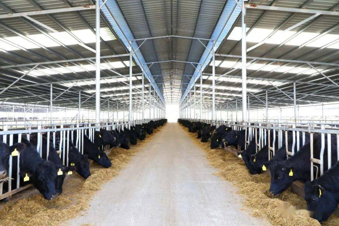 大方县将牛羊产业 做成"大文章"_养殖场