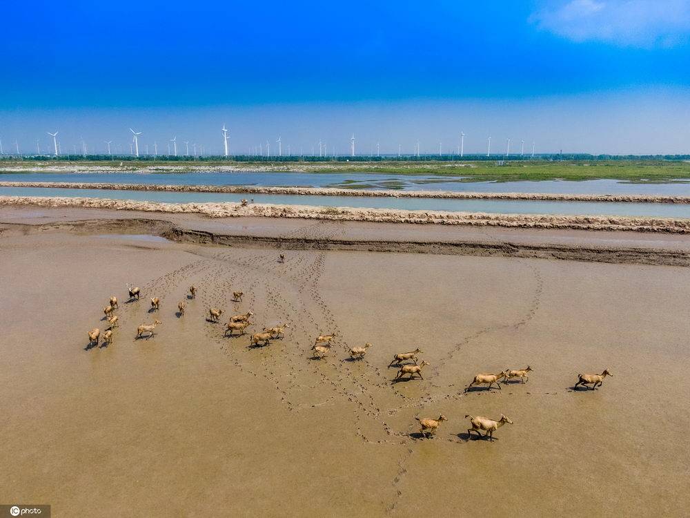 江苏盐城黄海湿地成麋鹿自然栖息地