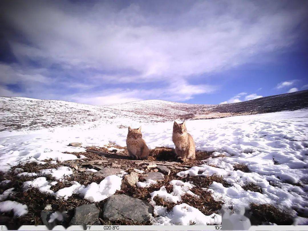 《荒漠猫》来源:山水自然保护中心