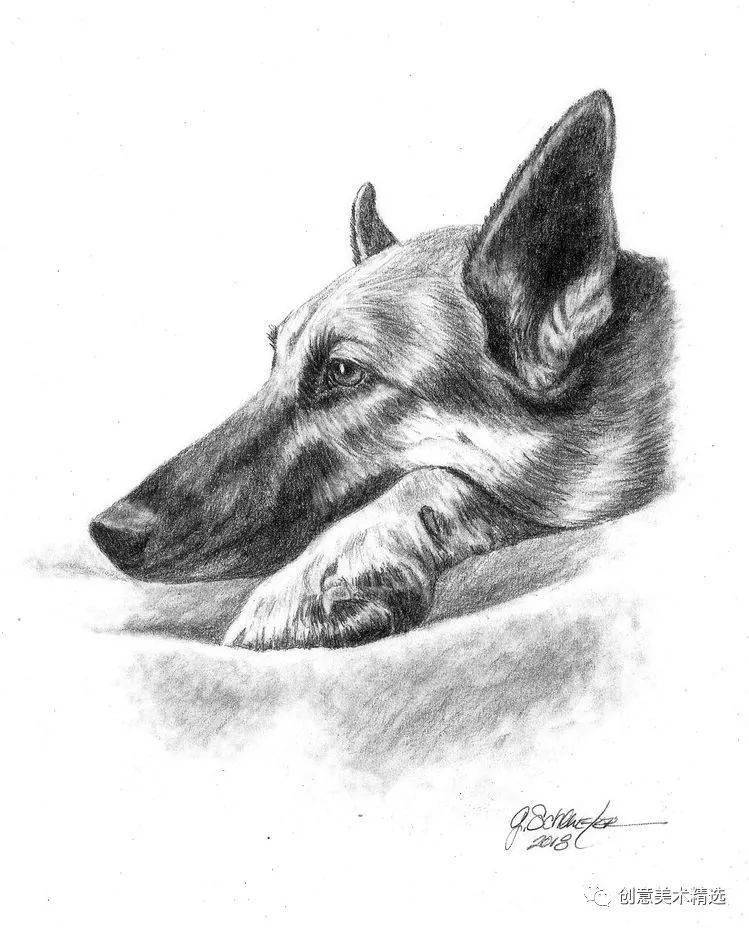 素描临摹素材——15张细腻可爱的动物_作品