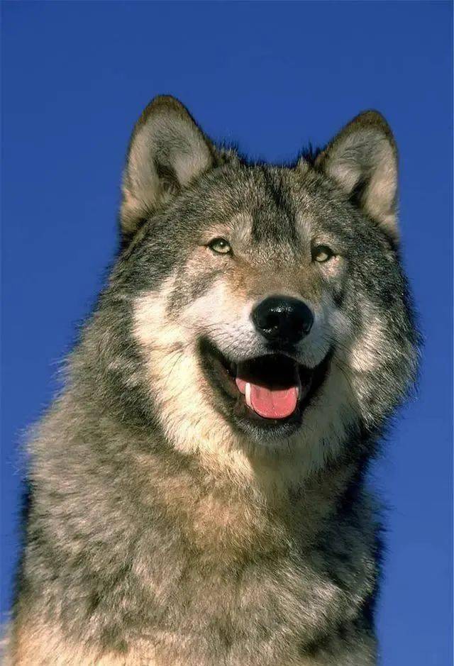 它号称猛犬终结者轻松秒杀2只藏獒世界上最大的犬科动物