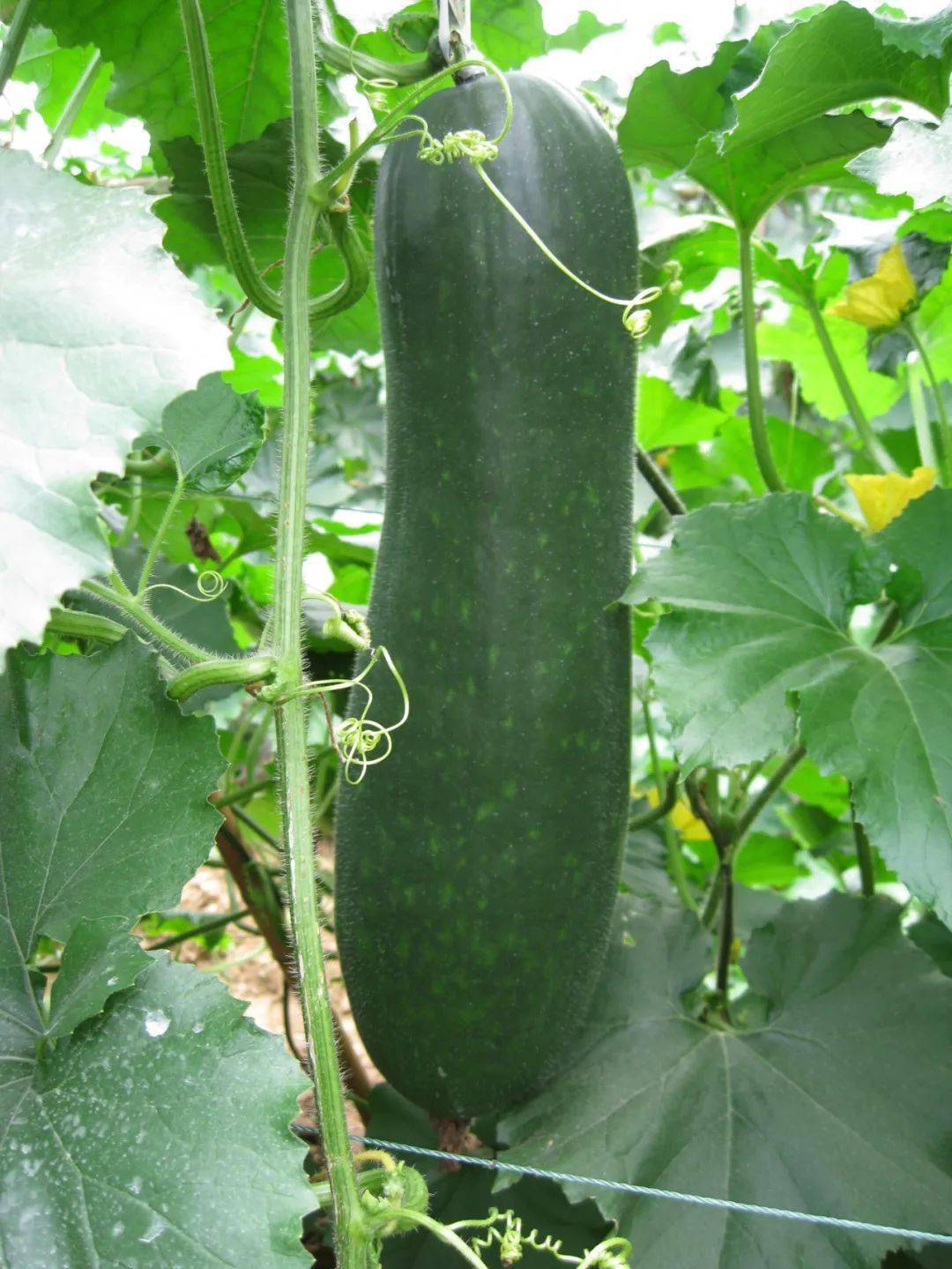 冬瓜开花结瓜期产量飙升的三个小操作