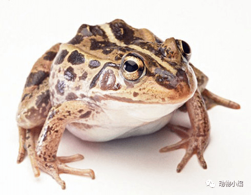 亚洲之蛙——虎纹蛙