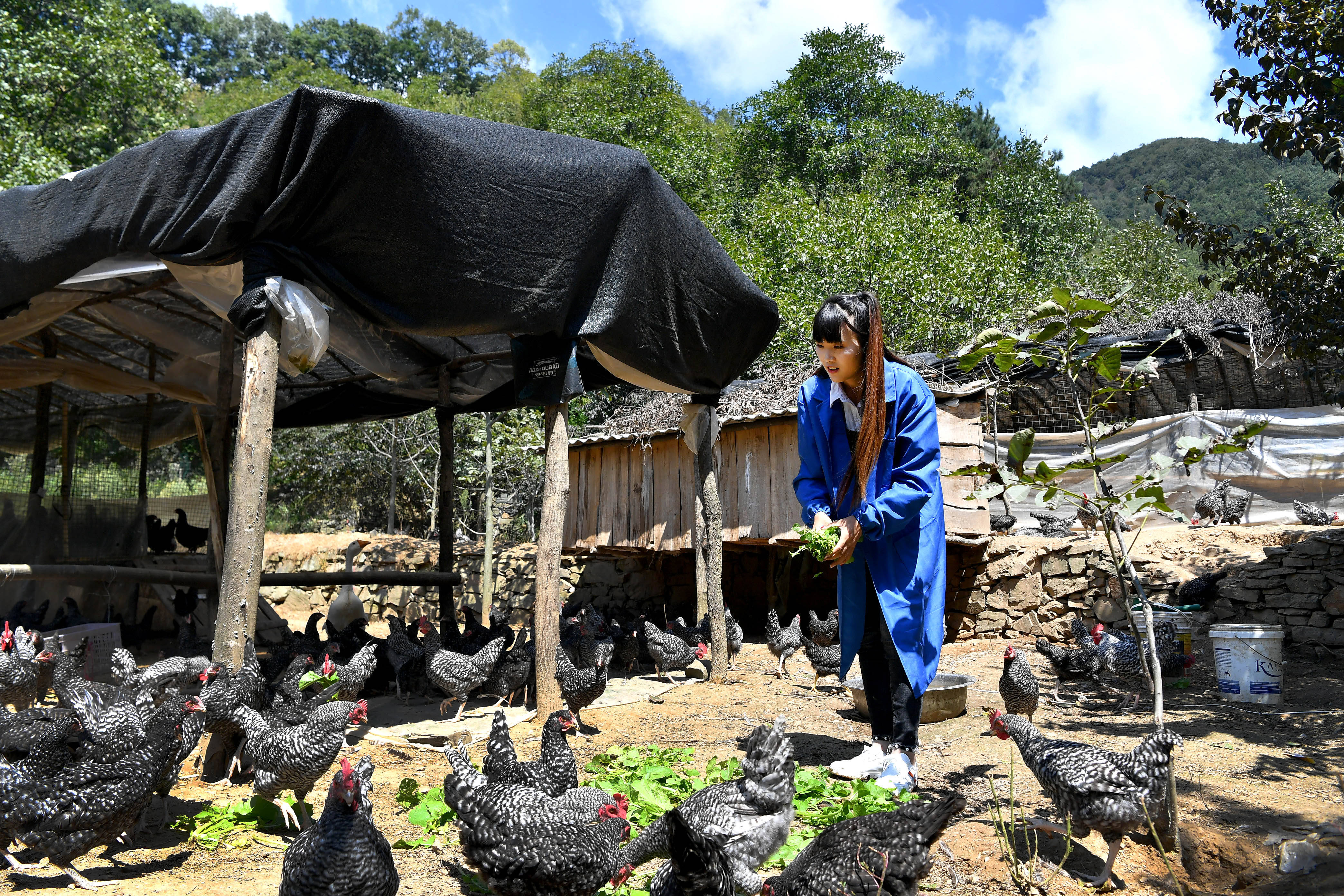 秦岭山区女主播 抱着鸡儿做直播