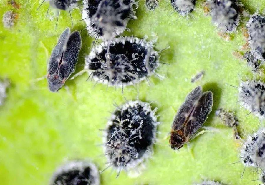 黑刺粉虱幼虫有4个龄期,体型扁圆,龄期越大体色越深,有半透明的蜡质物