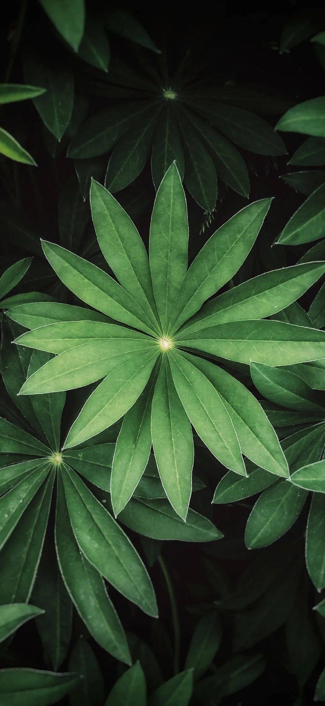 iphone壁纸全面屏壁纸精选