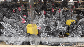 丹凤这位74万粉丝的网红直播卖芦花鸡两个月不到预售出80万元