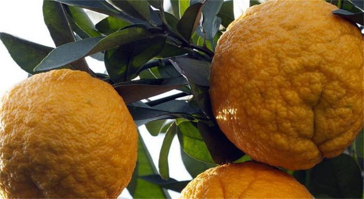 从姑妈那受启发,始酿药柑酒;从小到大,唐菲凌酿的酒都是全粮食米酒,并