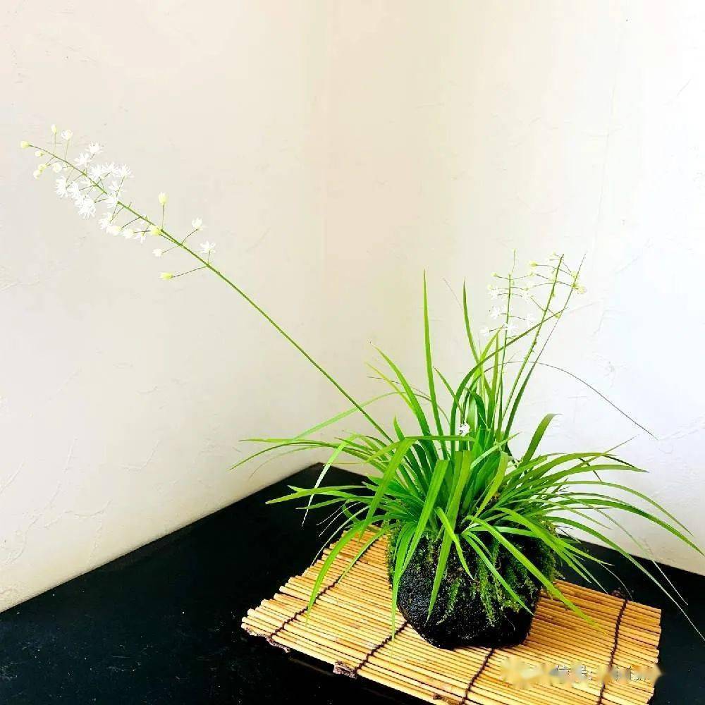 200盆日本极品山野草盆景作品欣赏