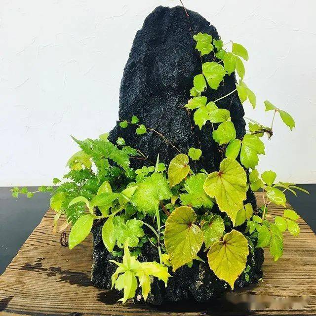 200盆日本极品山野草盆景作品欣赏