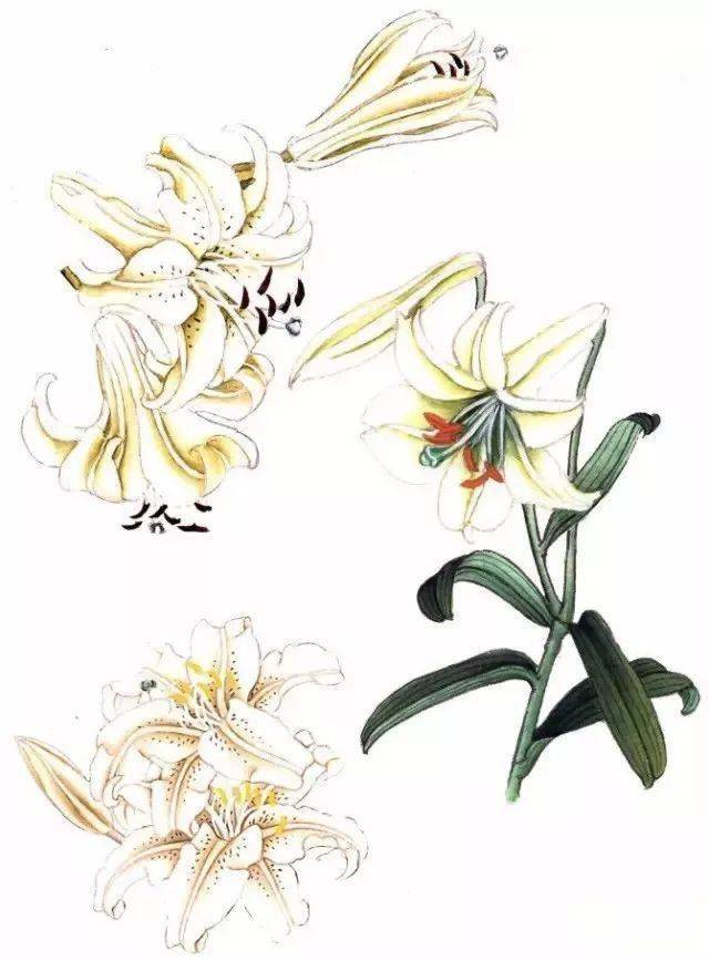百合工笔画法解析_花瓣