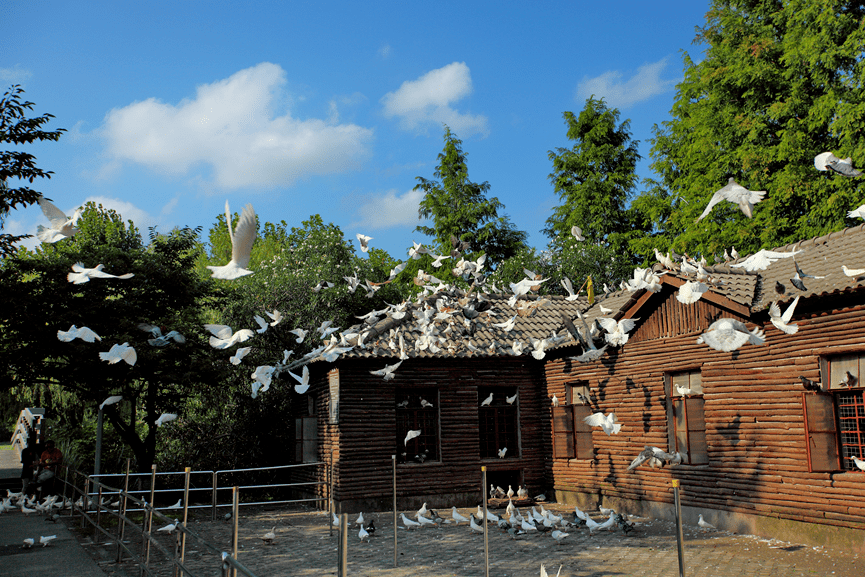 木制结构的小木屋就是鸽子们的家