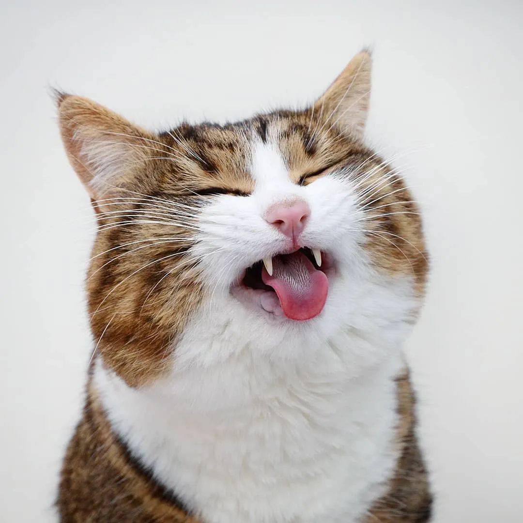 网红大脸猫的沙雕表情包圈粉无数啊啊啊啊啊啊可爱死了