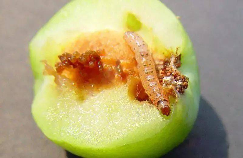 虫害苹果梨上的食心虫怎么治