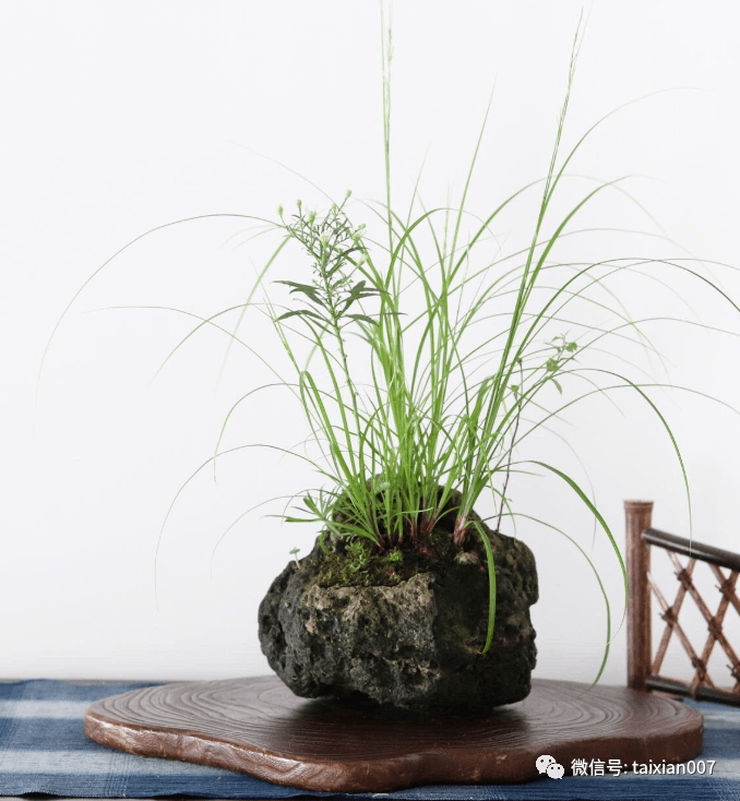 200盆日本极品山野草盆景作品欣赏