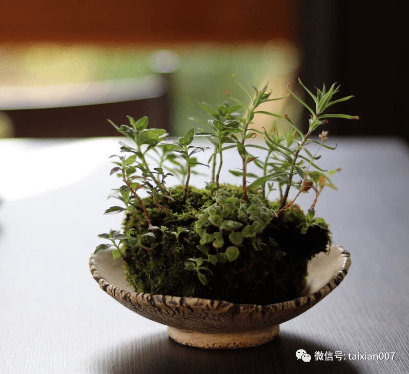 200盆日本极品山野草盆景作品欣赏