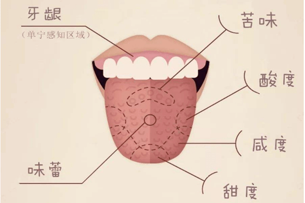 舌头味觉分布图片