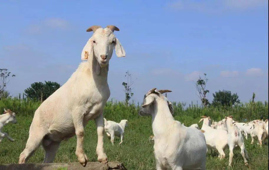 拼羊预售吃有机蔬菜长大的崇明白山羊肥美上市