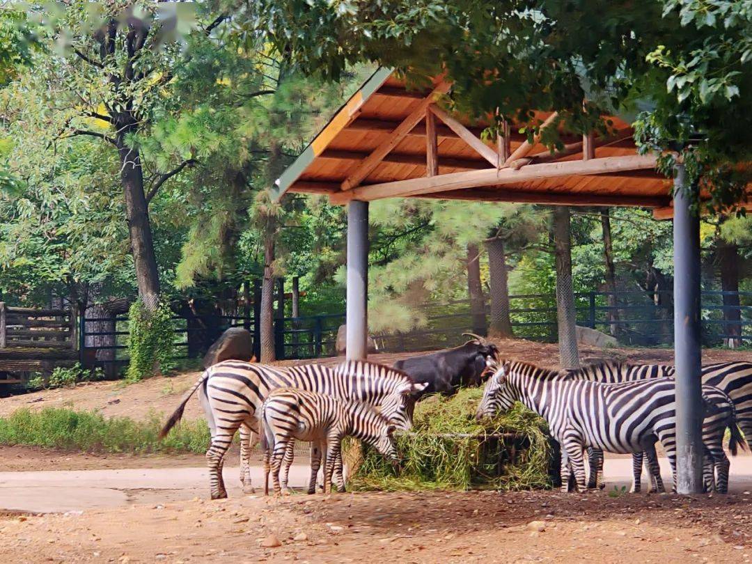 關注秋遊湖南長沙生態動物園保姆級遊玩攻略