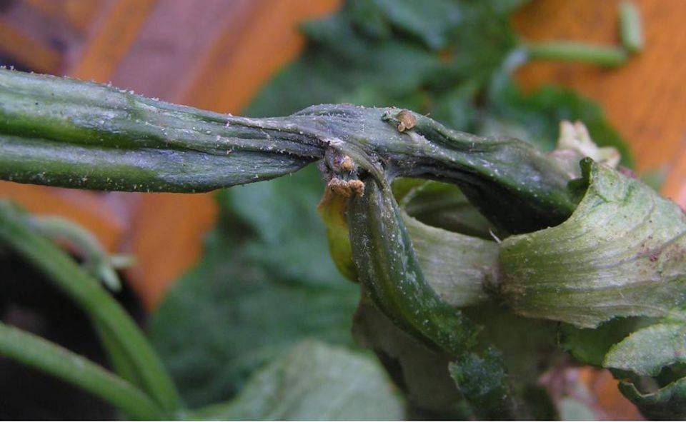 黄瓜病虫害实拍图片附显微镜镜检图