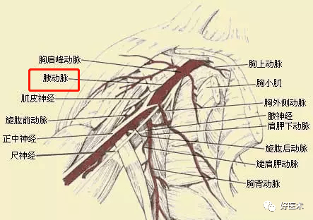 腋动脉位置图片图片