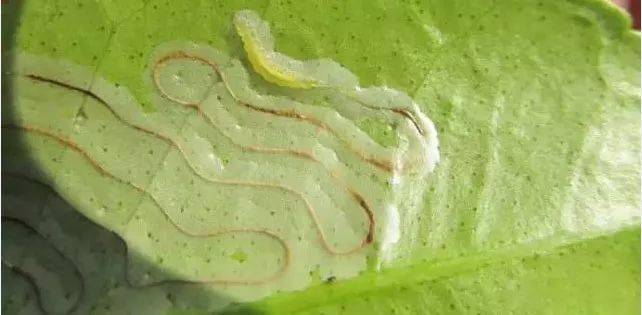 柑橘潜叶蛾防治大全