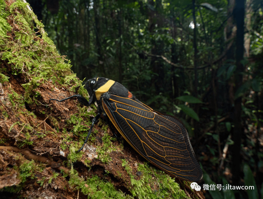 物种图册青襟油蝉公布44期猜动物的答案