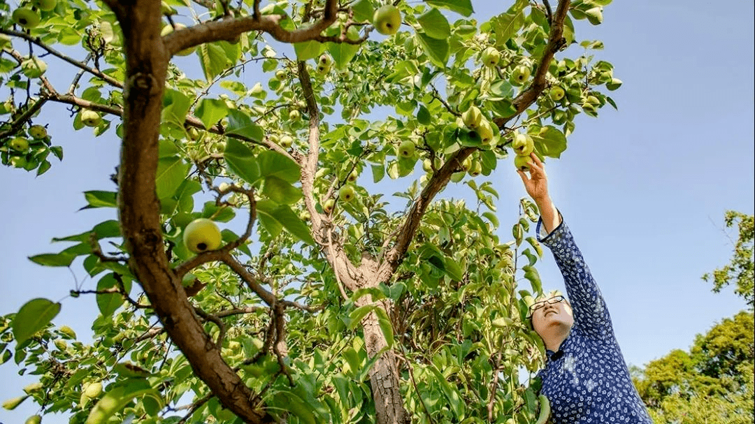 博小捷拍了拍你 带你去看百年梨乡——曹家_梨树