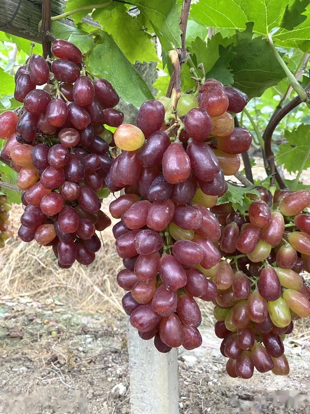 阳山的红提美味诱人,在线撩你!_手机搜狐网