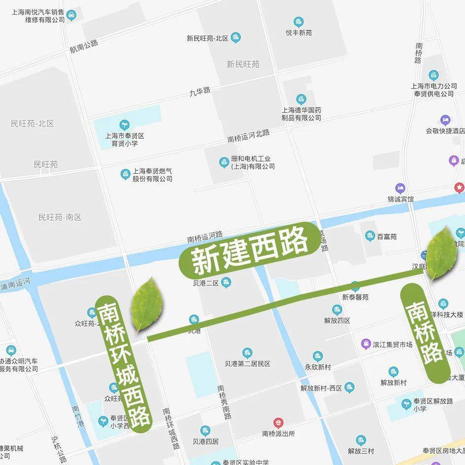 金山區南圩路(萬安街——秀州街段)樹種:香樟崇明區草港公路(新新路