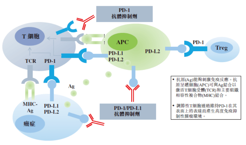 pd-1 抑制劑作用機制(來源:君實生物官網)