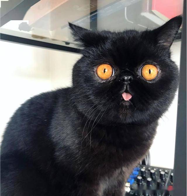 猫的眼睛吓人图片