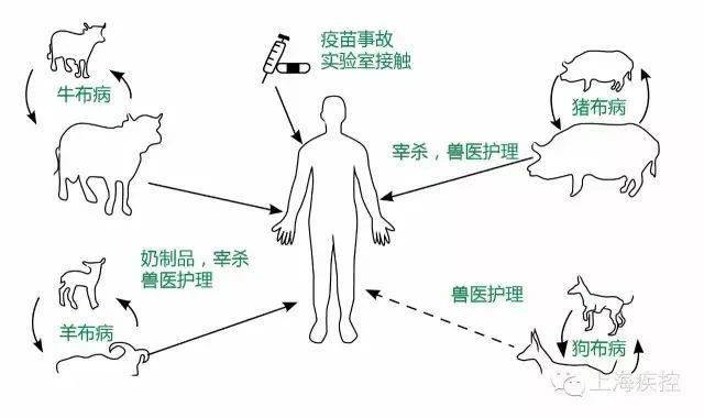 专家解释兰州布鲁氏菌事件什么是布病