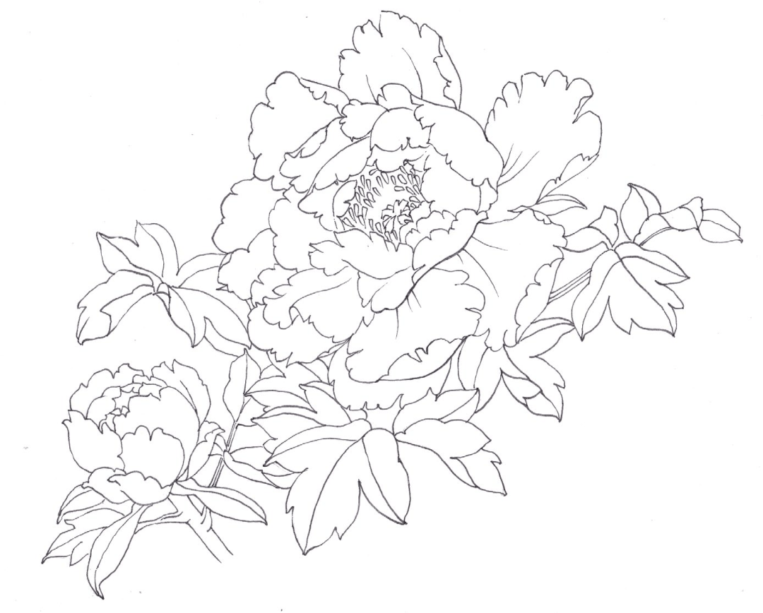 零基础轻松掌握花鸟线描画!