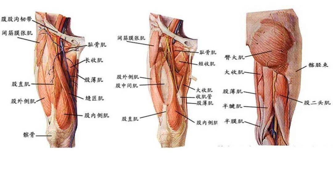大腿部结构图解剖图图片