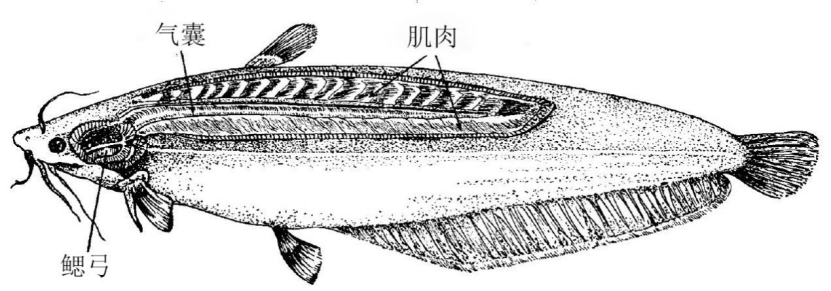 离开水也能存活的鱼它们是这样呼吸的