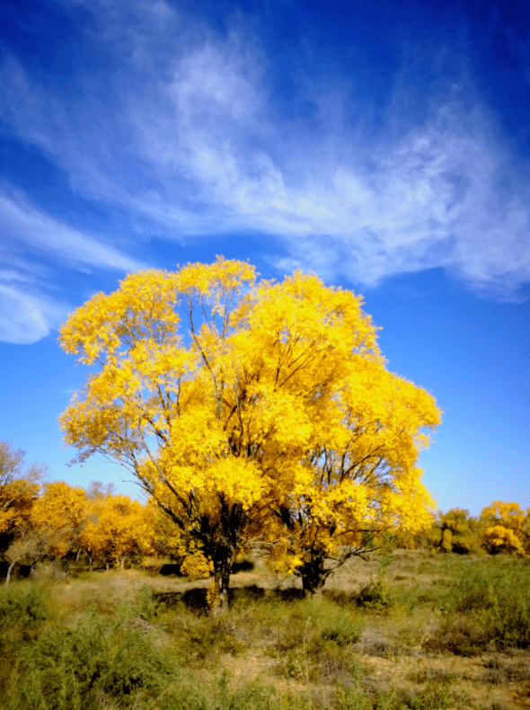 哈巴湖生态旅游区金秋的小叶杨婀娜而潇洒!_游客