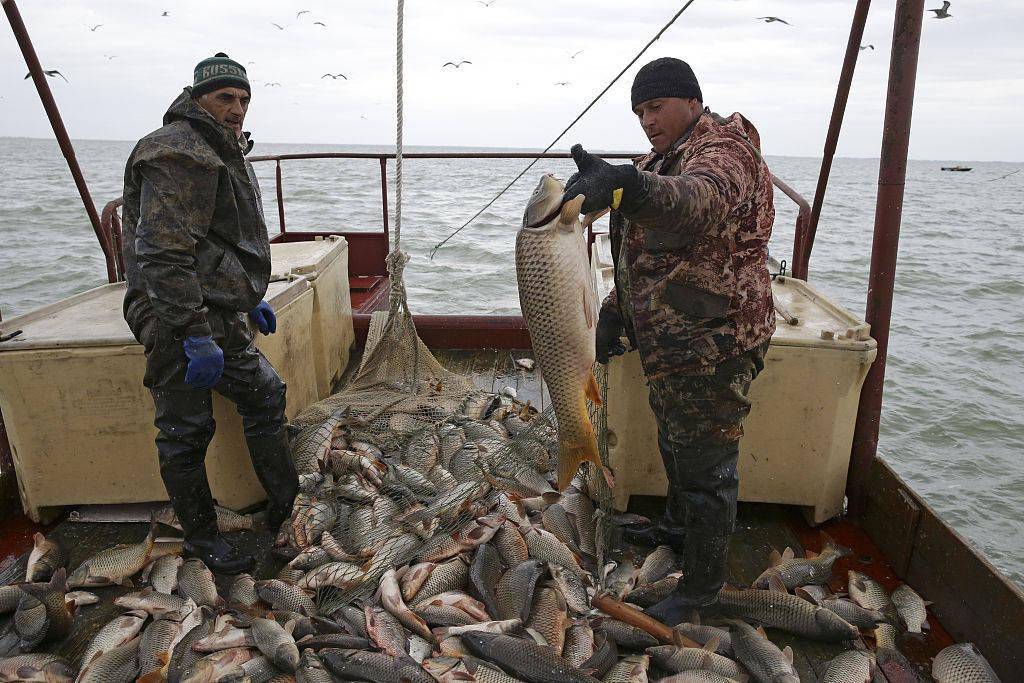 俄罗斯新西伯利亚迎来捕鱼大丰收