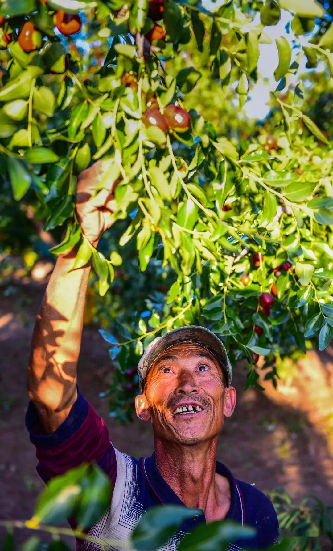 喜摘大枣本地品种枣骏枣刚摘的鲜枣提着桶准备摘枣的王银乐观好客的王