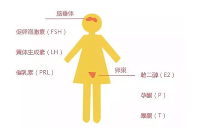 通过测定性激素水平可以了解女性内分泌功能,对相应的内分泌失调等