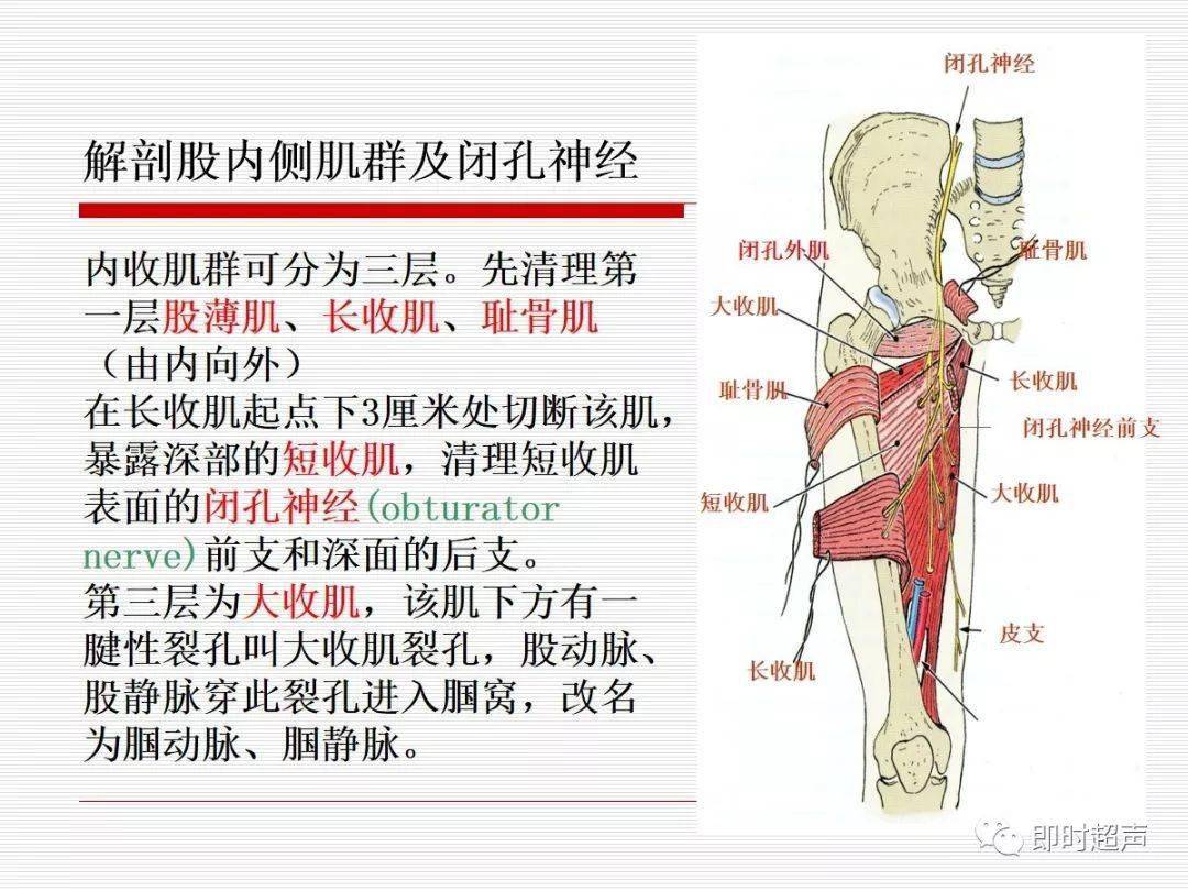 下肢解剖(全)