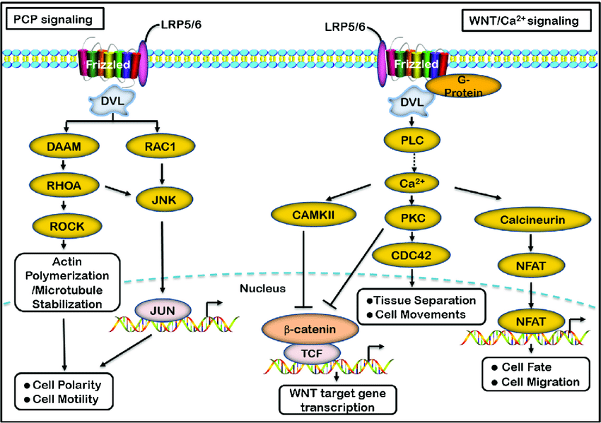 细胞信号通路详解之wnt信号通路
