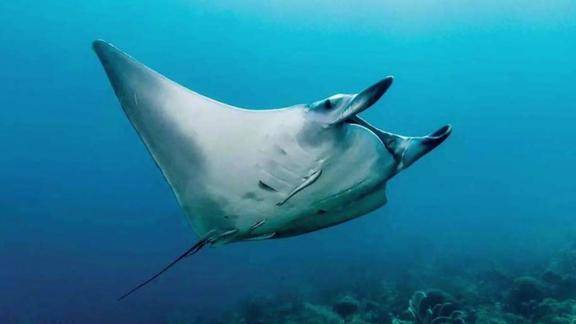 十二星座变身海洋生物天秤座最凶恶