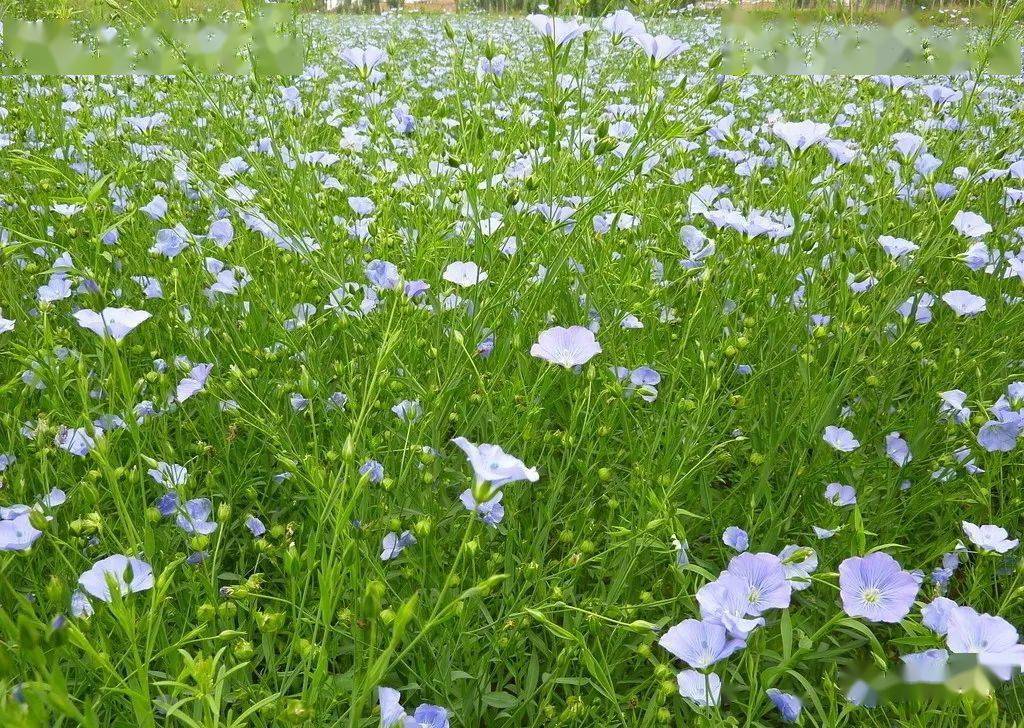 胡麻种植与会宁历史_手机搜狐网