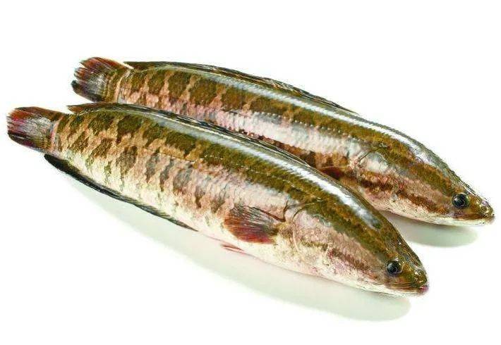 包括陈利娟(台州市椒江区万济池菜市场)销售的鲫鱼,恩诺沙星(兽药残留